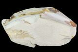 Partial Fossil Pea Crab (Pinnixa) From California - Miocene #105035-1